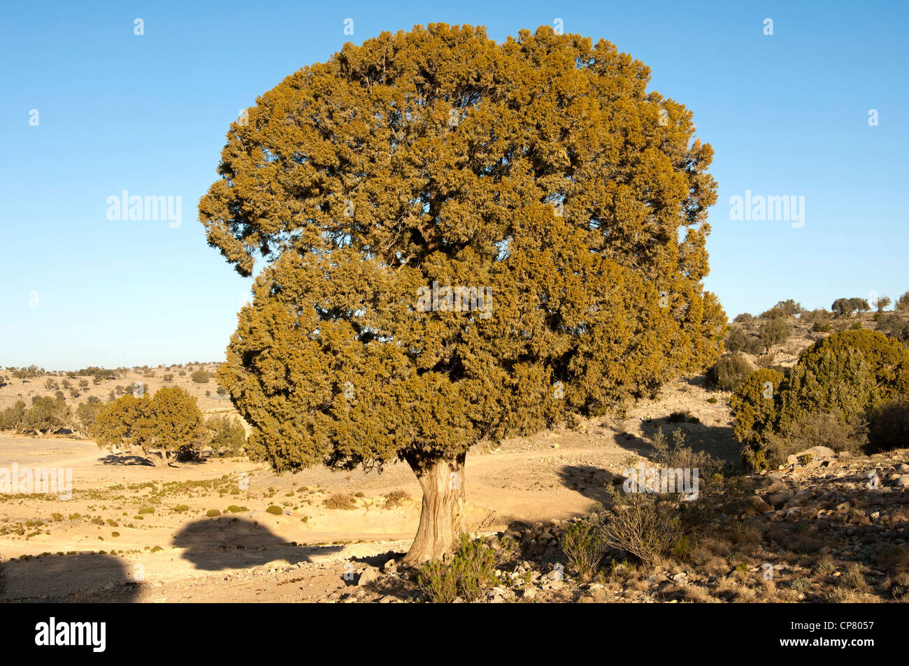 Persian Juniper, Juniperus excelsa subsp. polycarpos, Jebel Akhdar mountains, Sultanate of Oman Stock Photo