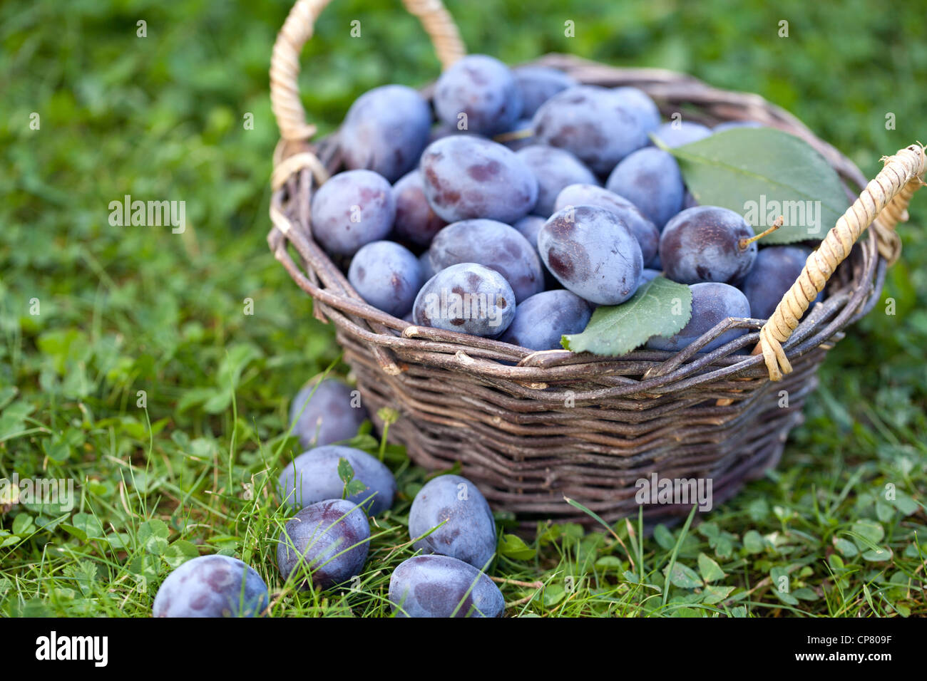 Harvest of damson plums (Prunus insititia Stock Photo Alamy