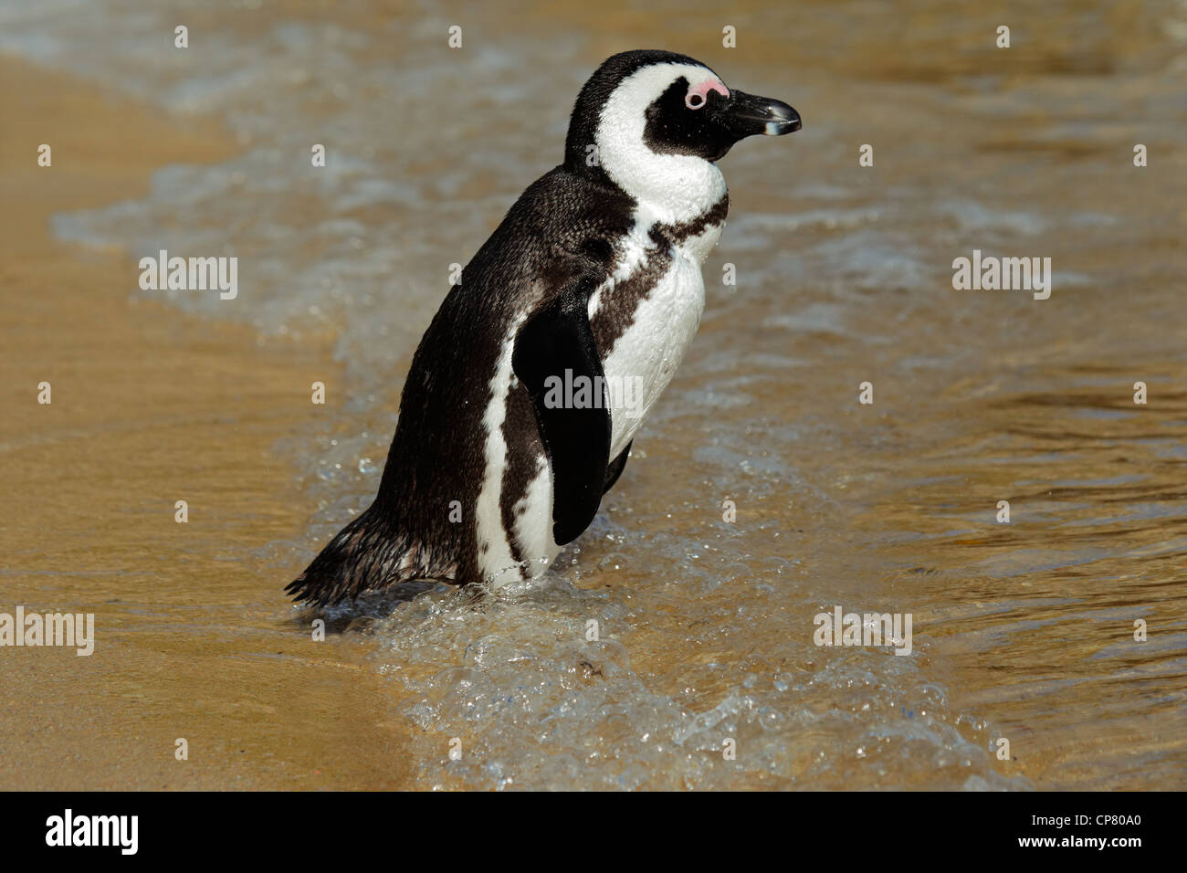 Wildlife on beach hi-res stock photography and images - Alamy