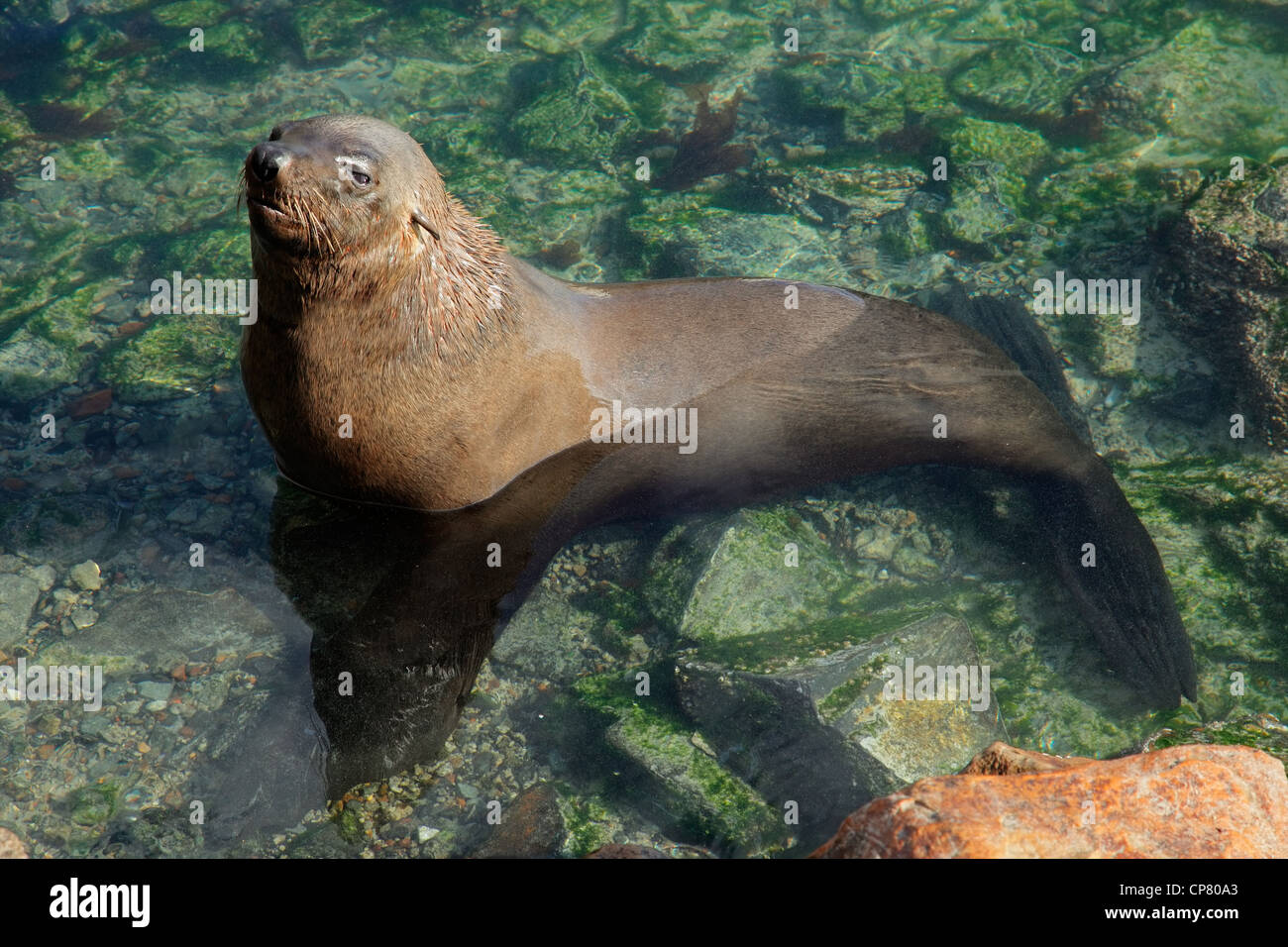Brown (Cape) fur seal (Arctocephalus pusillus) in shallow water, South Africa Stock Photo