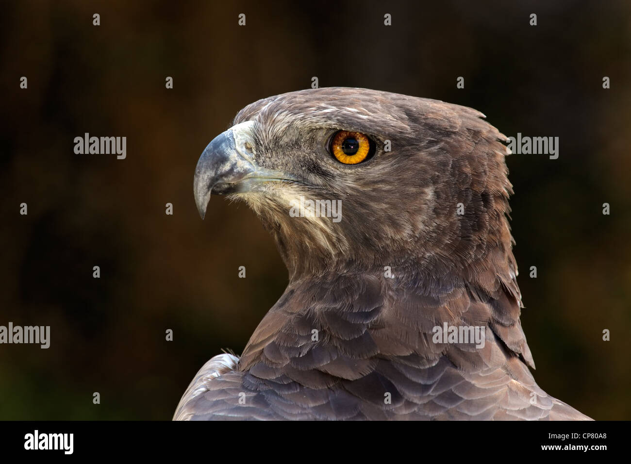 Portrait of a martial eagle (Polemaetus bellicosus), South Africa Stock Photo