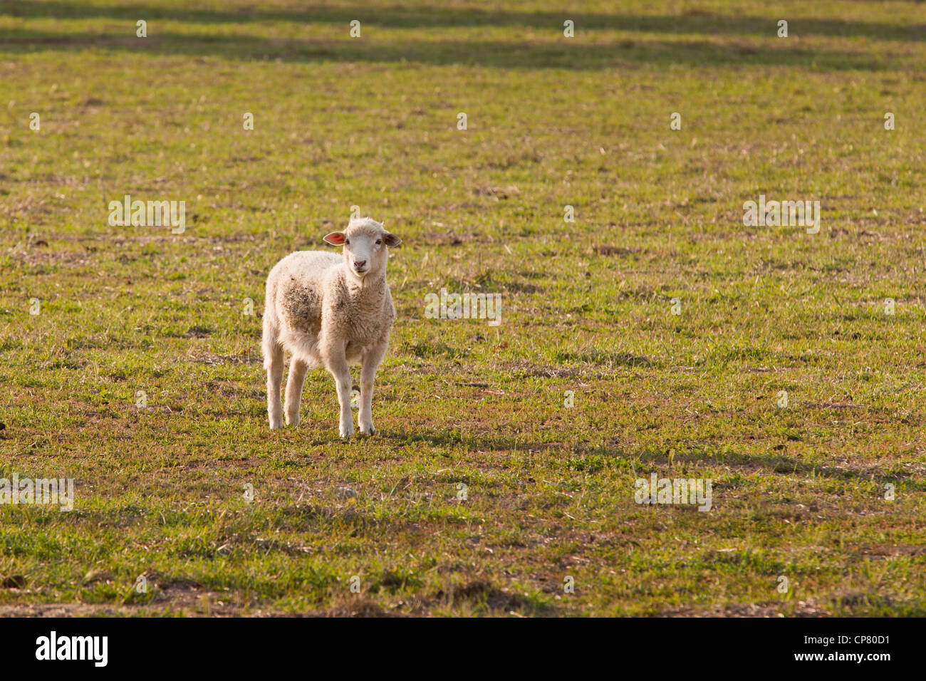 A lamb standing in the middle of a grassy field Stock Photo - Alamy