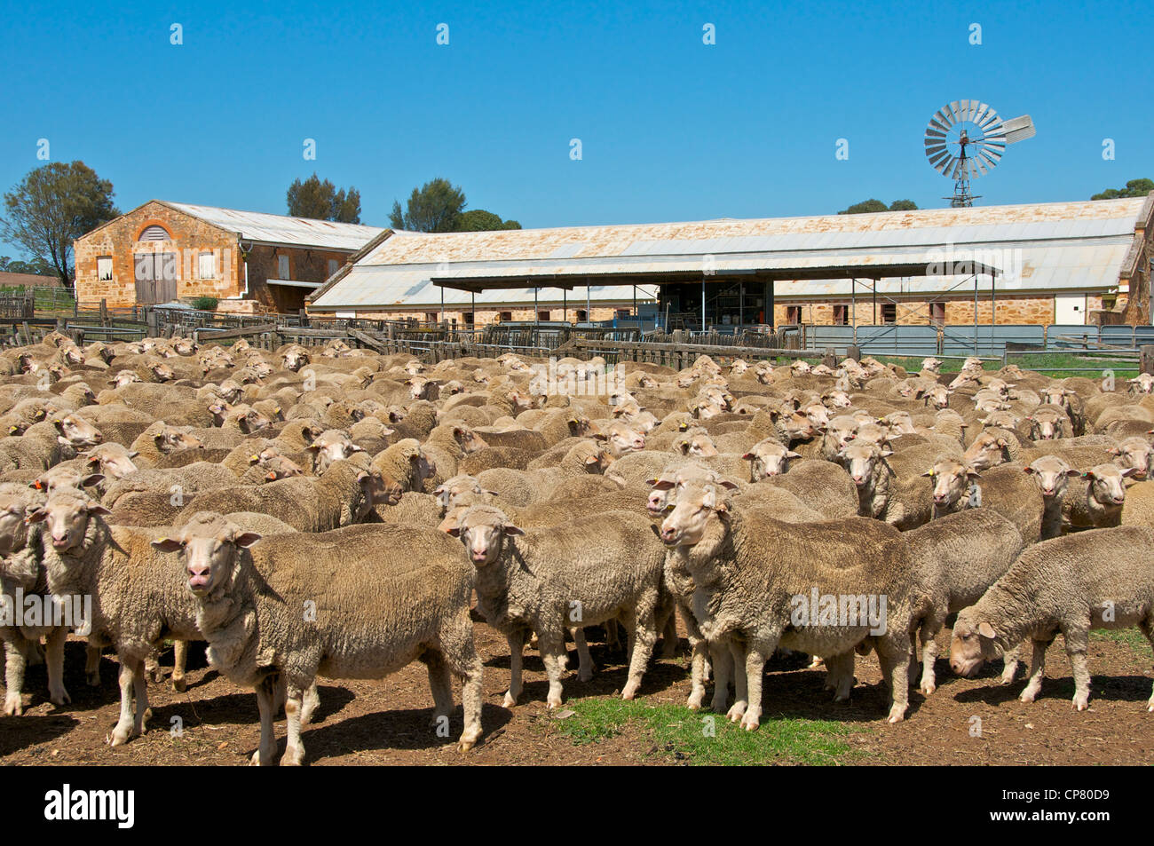 Marino sheep Bungaree Station Clare Valley South Australia Stock Photo