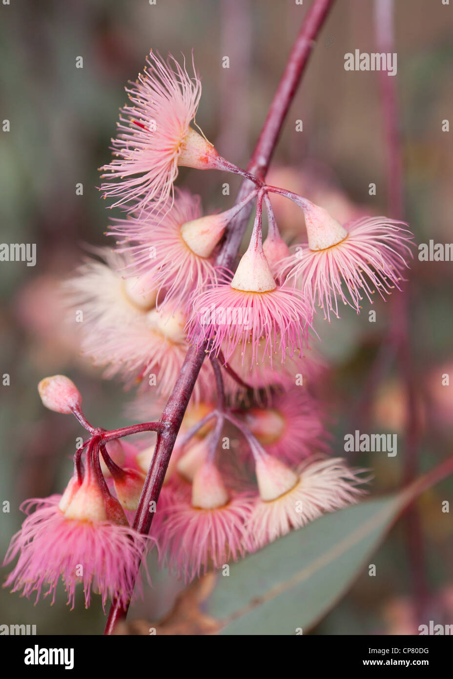 Eucalyptus flowers (Eucalyptus globulus) - California USA Stock Photo