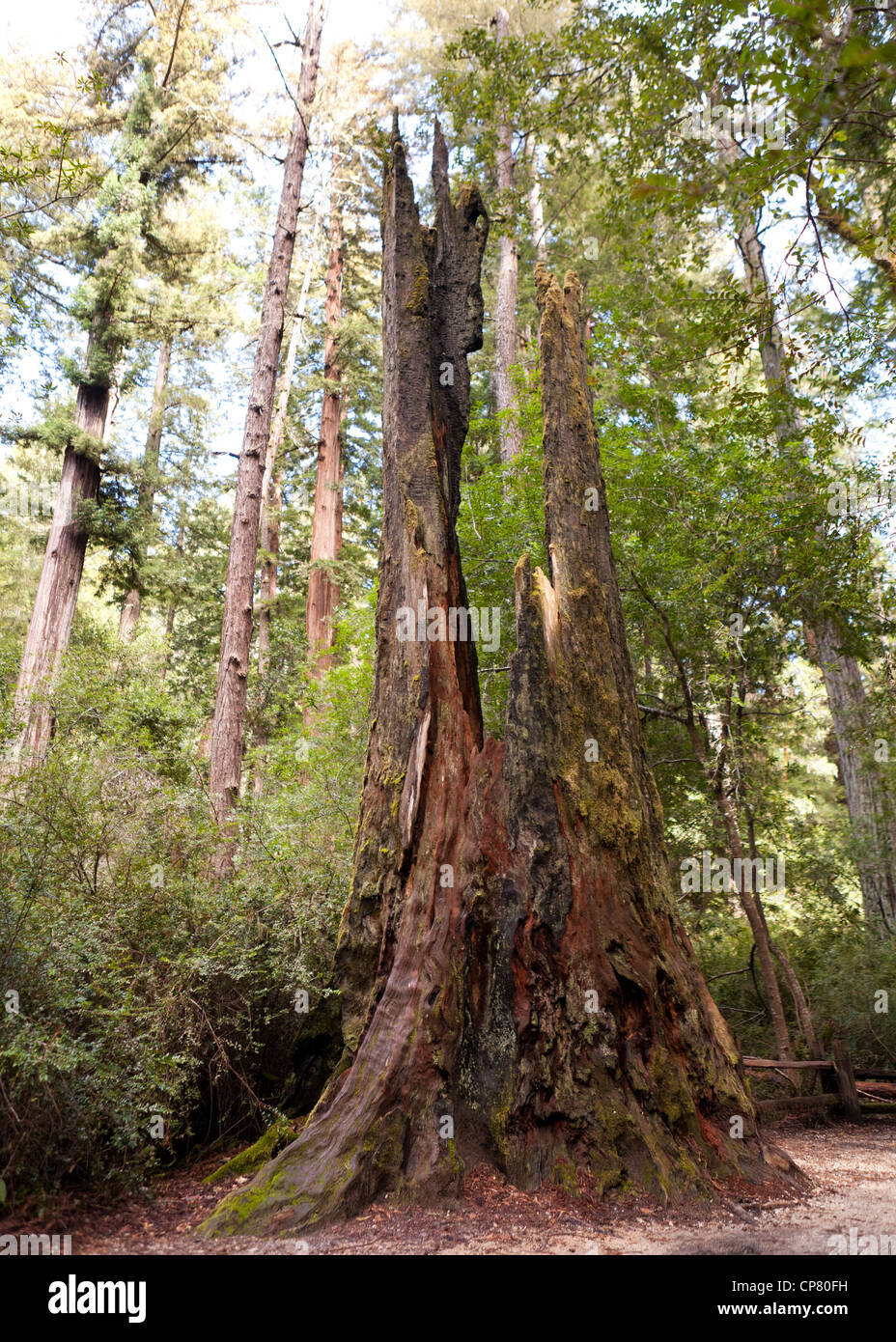 Broken rotting tree trunk in woods - California USA Stock Photo
