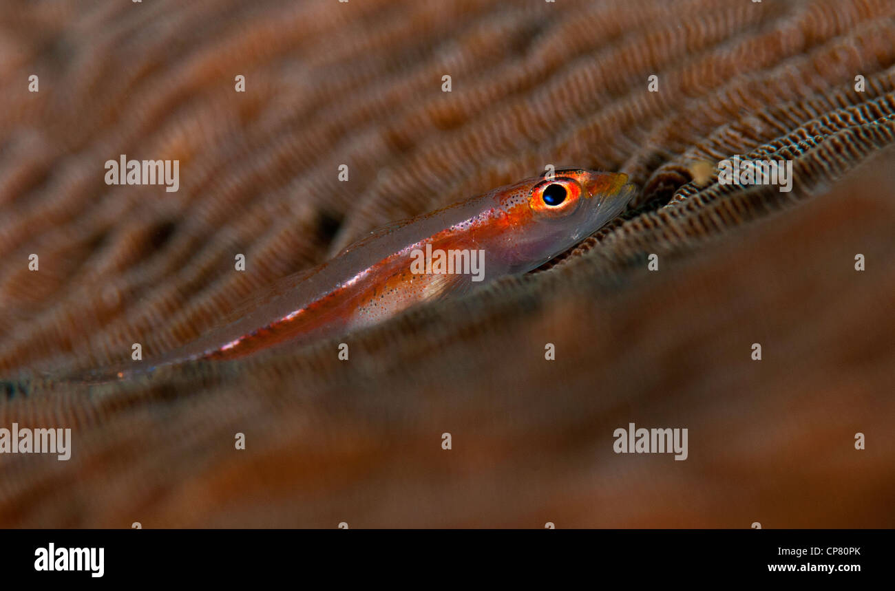 Goby hides on a brain coral on the Nudi Retreat 1 dive site in the Lembeh Straits, Indonesia Stock Photo