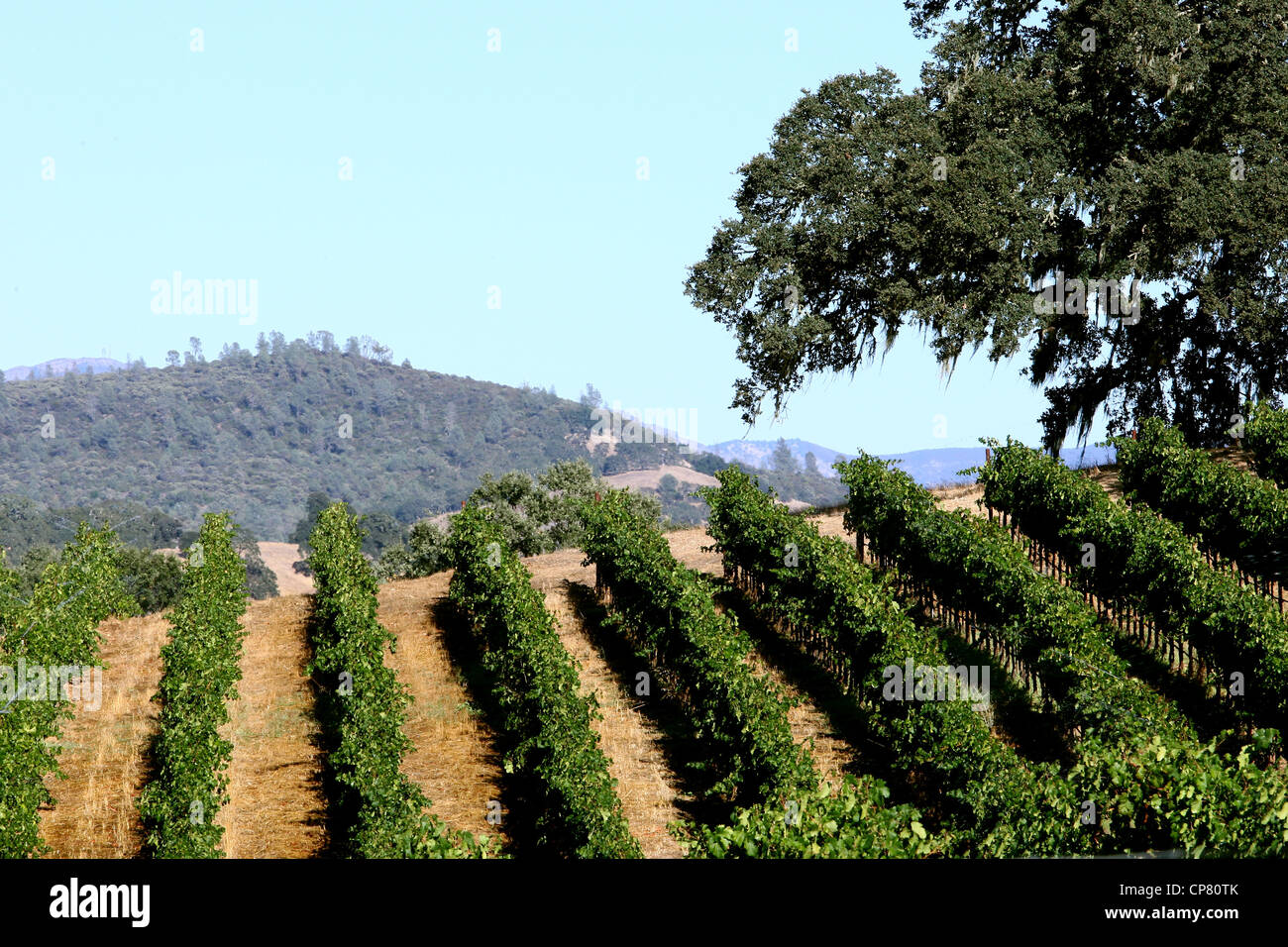 VINEYARDS NAPA VALLEY 06 October 2011 Stock Photo Alamy