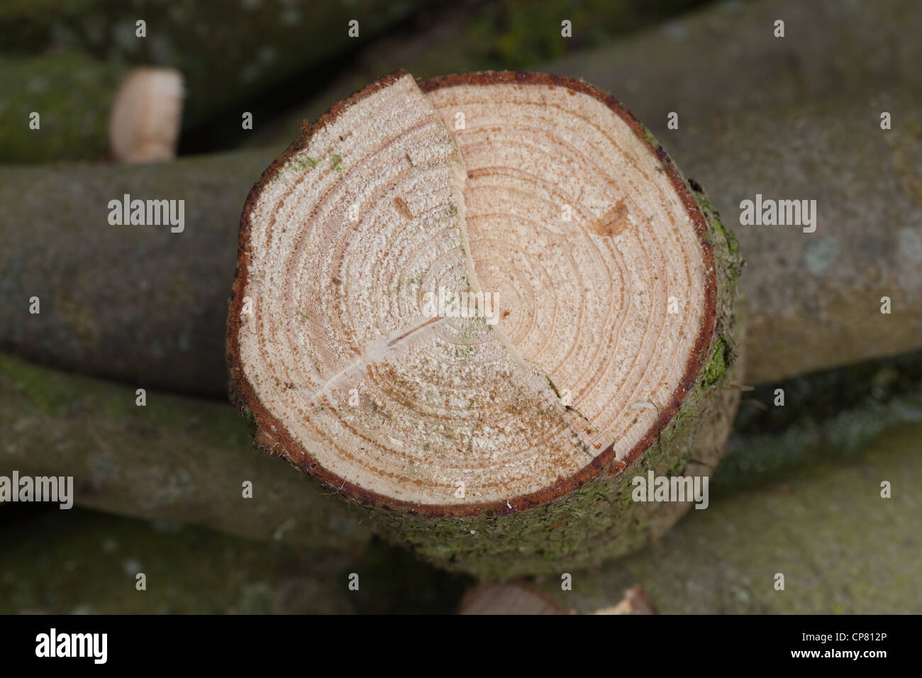 Norway Spruce (Picea abies). Cross section of recently sawn trunk. Showing annual growth rings. Stock Photo