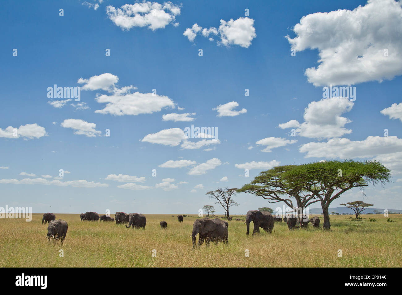 Elephant herd in the Serengeti in Tanzania Stock Photo