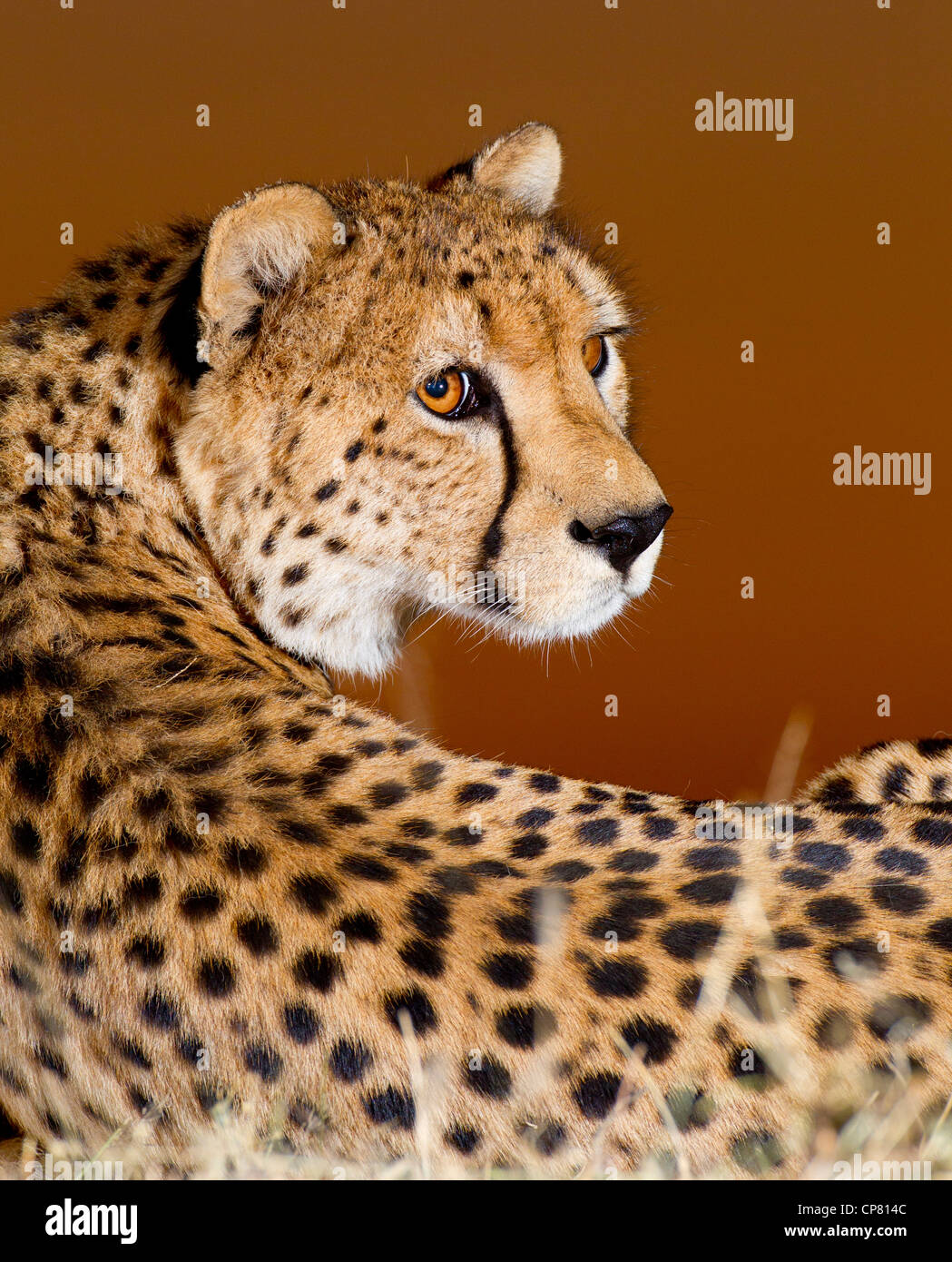 Cheetah portrait at sunset, (Acinonyx jubatus), South Africa Stock Photo
