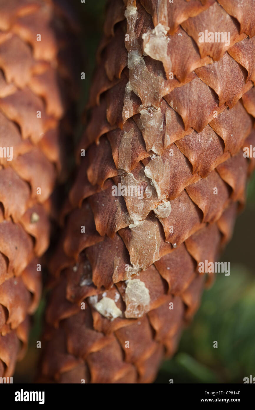 Norway Spruce (Picea abies). Cone with dry resin running down from an injury point on branch. Stock Photo