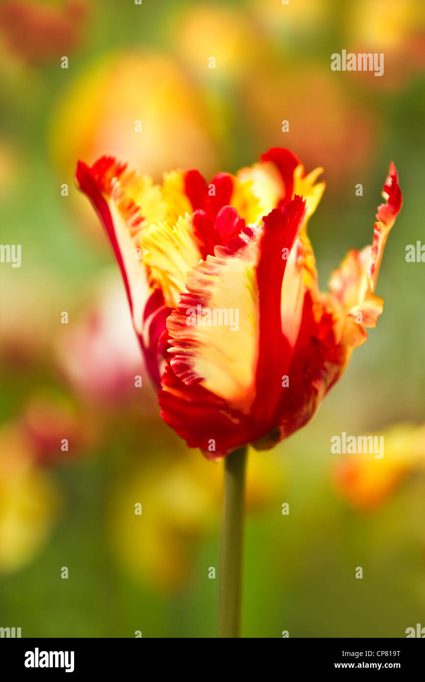 Red and yellow parrot tulip blooming in tulip field in spring Stock Photo