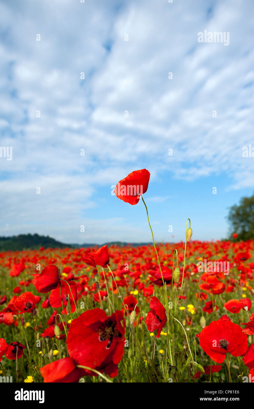 Poppy field hi-res stock photography and images - Alamy