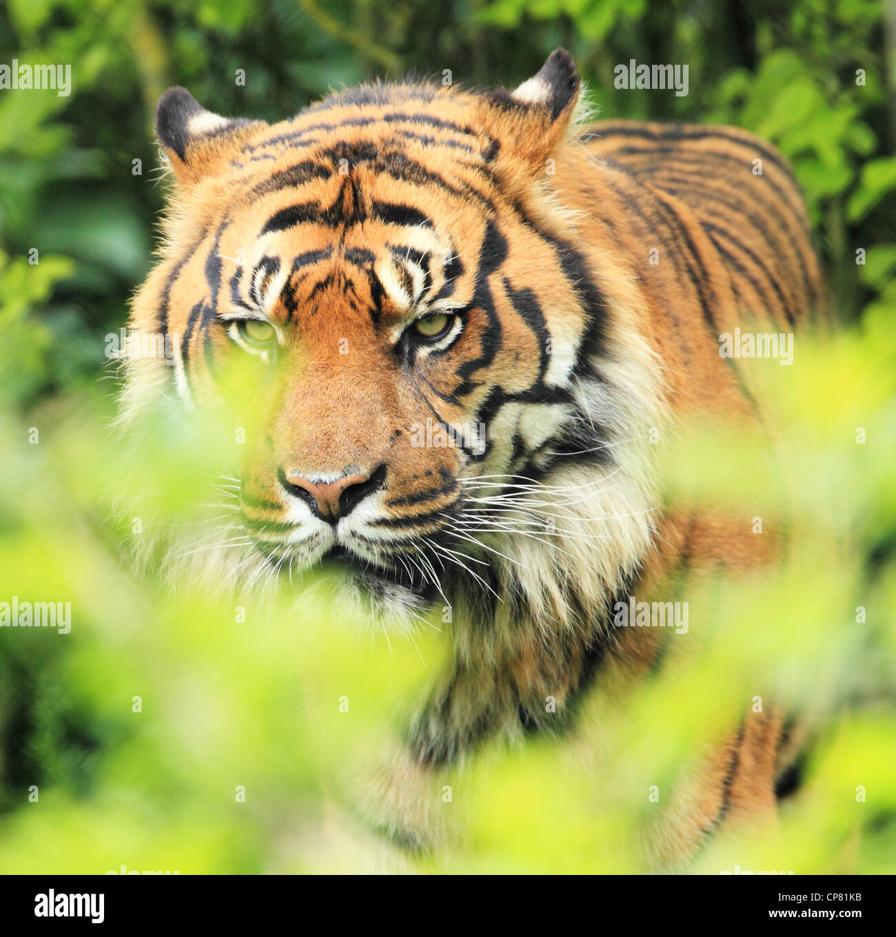 Waiting To Pounce Stock Photo - Alamy