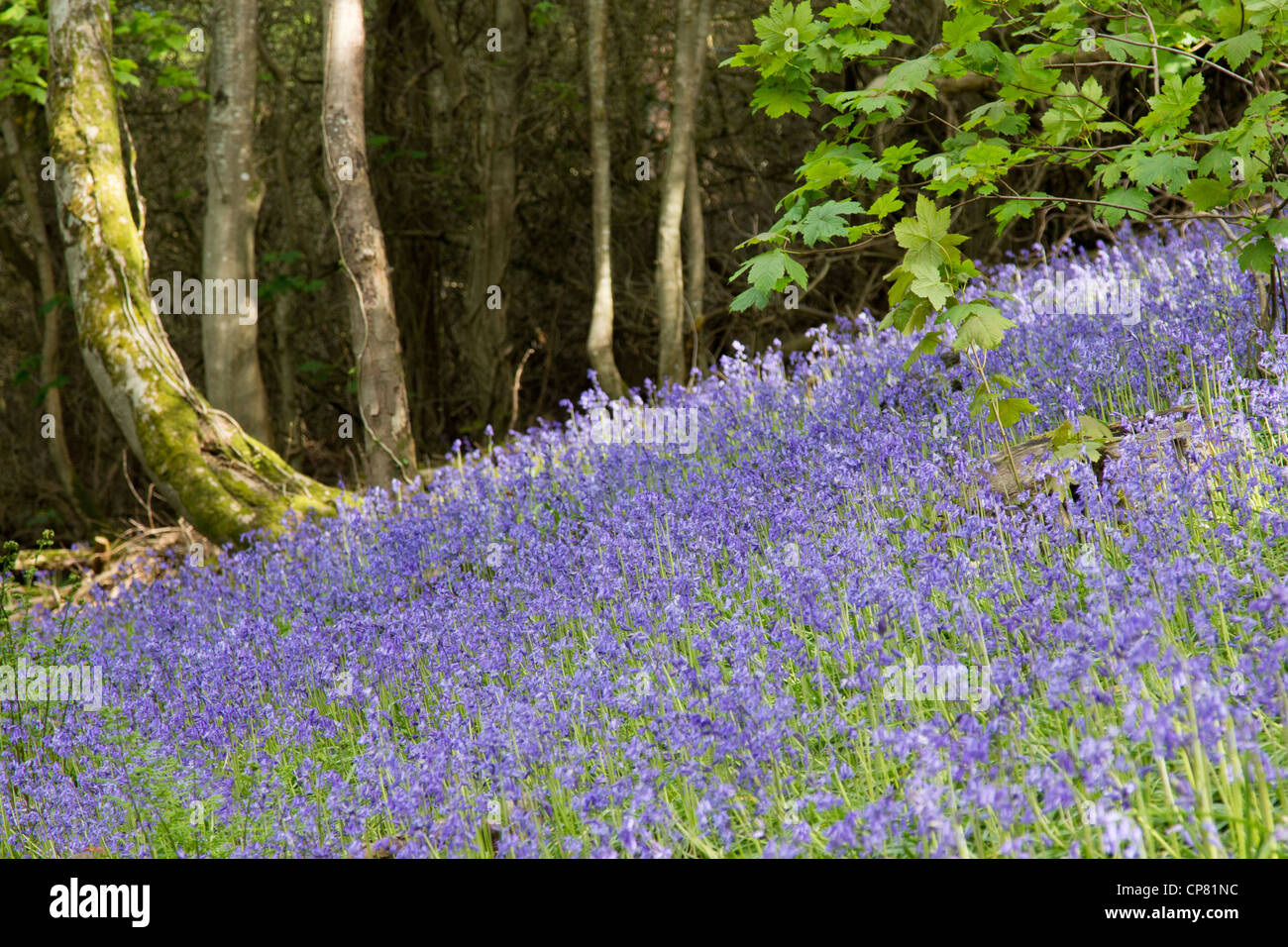 Bluebell woods Stock Photo