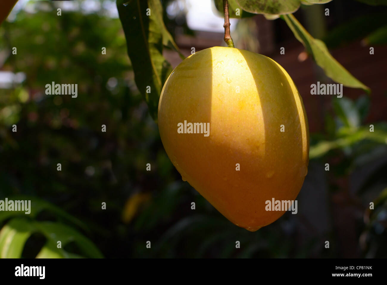 closeup image of ripe mango, with scientific name mangifera indica. Stock Photo