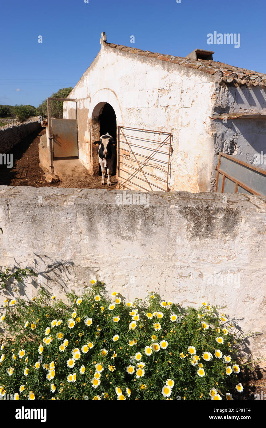 Daisy flowers outside dairy farm cowshed at Trebaluger in rural Menorca, Spain, Balearics. A black and white cow stands at the door Stock Photo