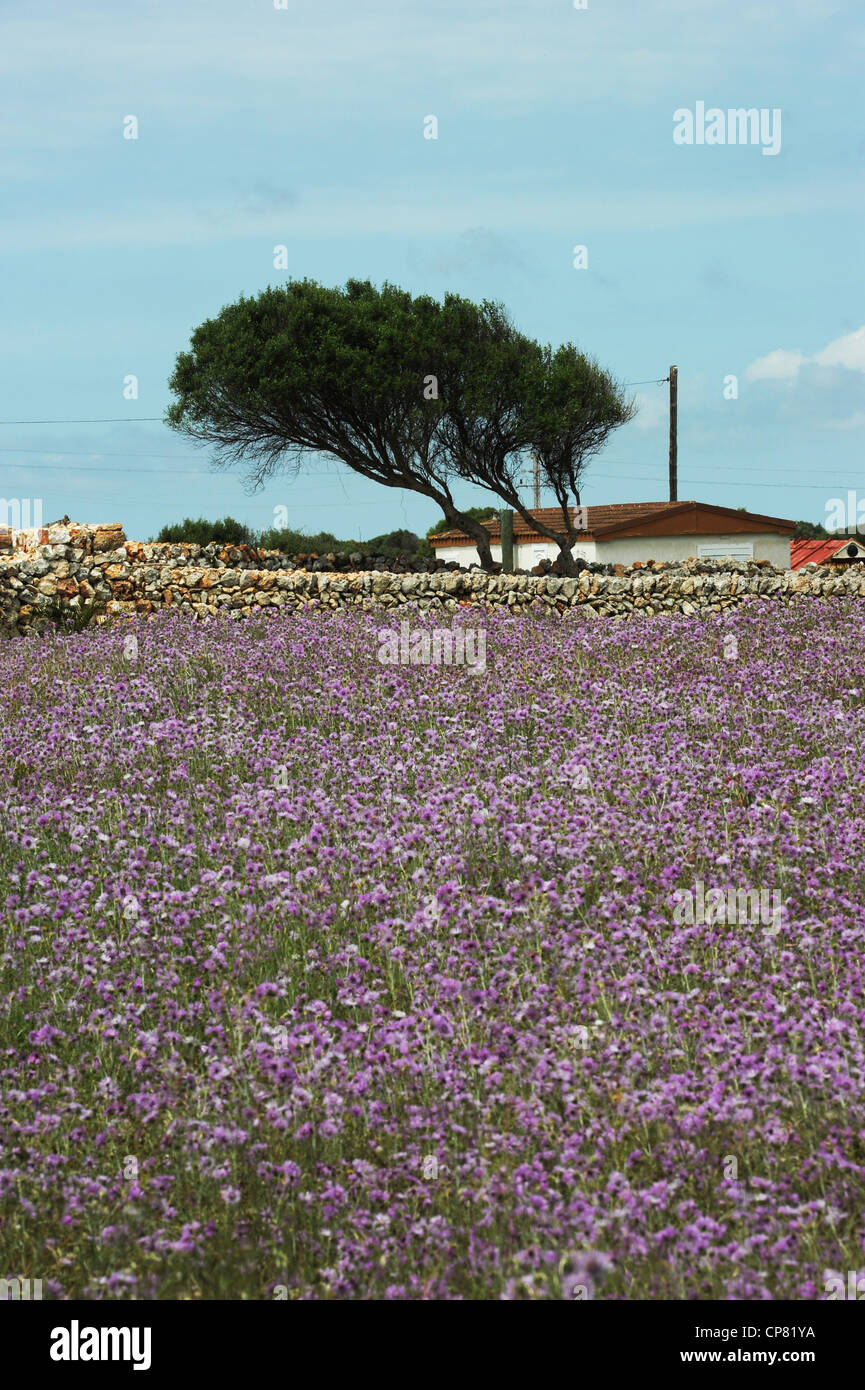 A meadow full of purple thistle flowers, galactities elegans, on farmland near St Climent, Menorca, Spain Stock Photo