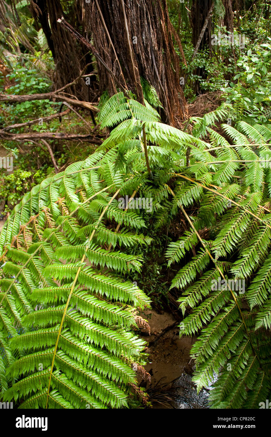 Silver fern New Zealand South Island near Tonga Quarry in Abel Tasman National Park Stock Photo