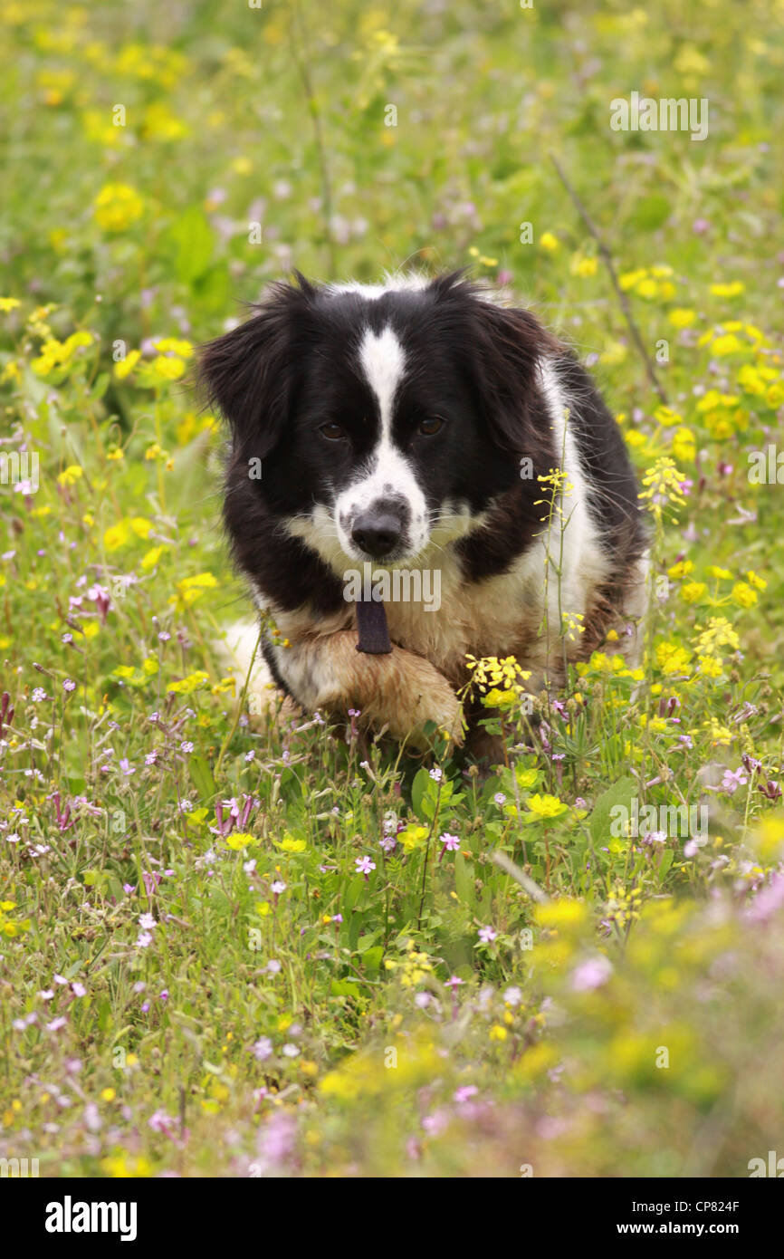 Dog runs in a blooming field of wildflowers Stock Photo