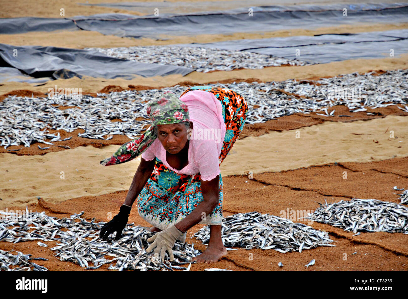 Negombo Fish market, Sri Lanka. Fishmongers salt and dry the fish Stock