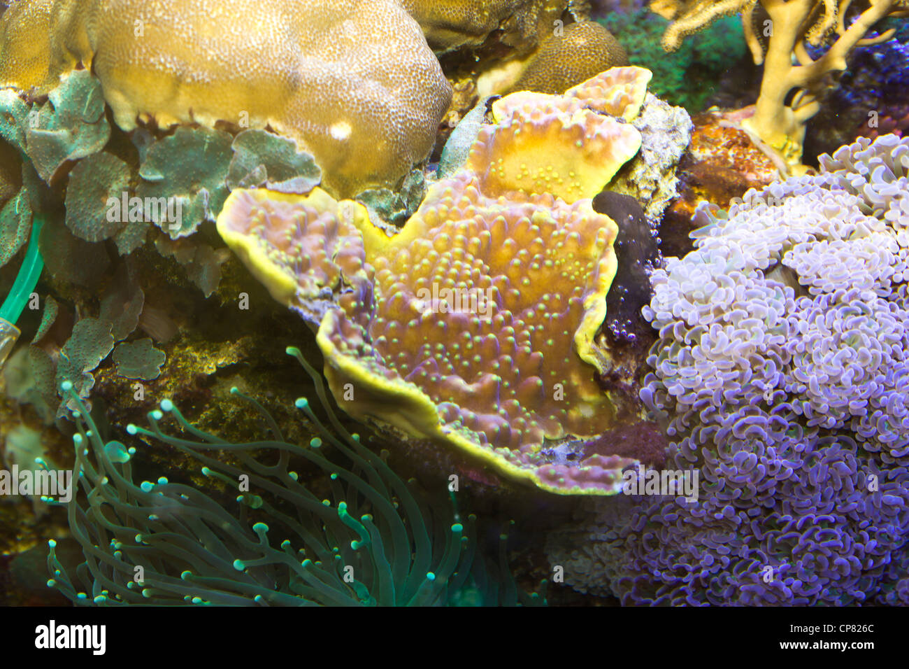 sea coral Stock Photo