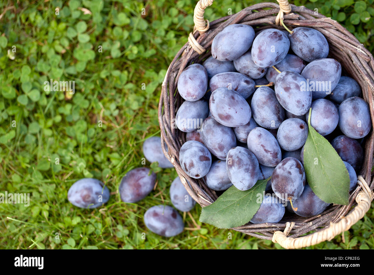Harvest of fresh organic damson plums (Prunus insititia Stock Photo Alamy