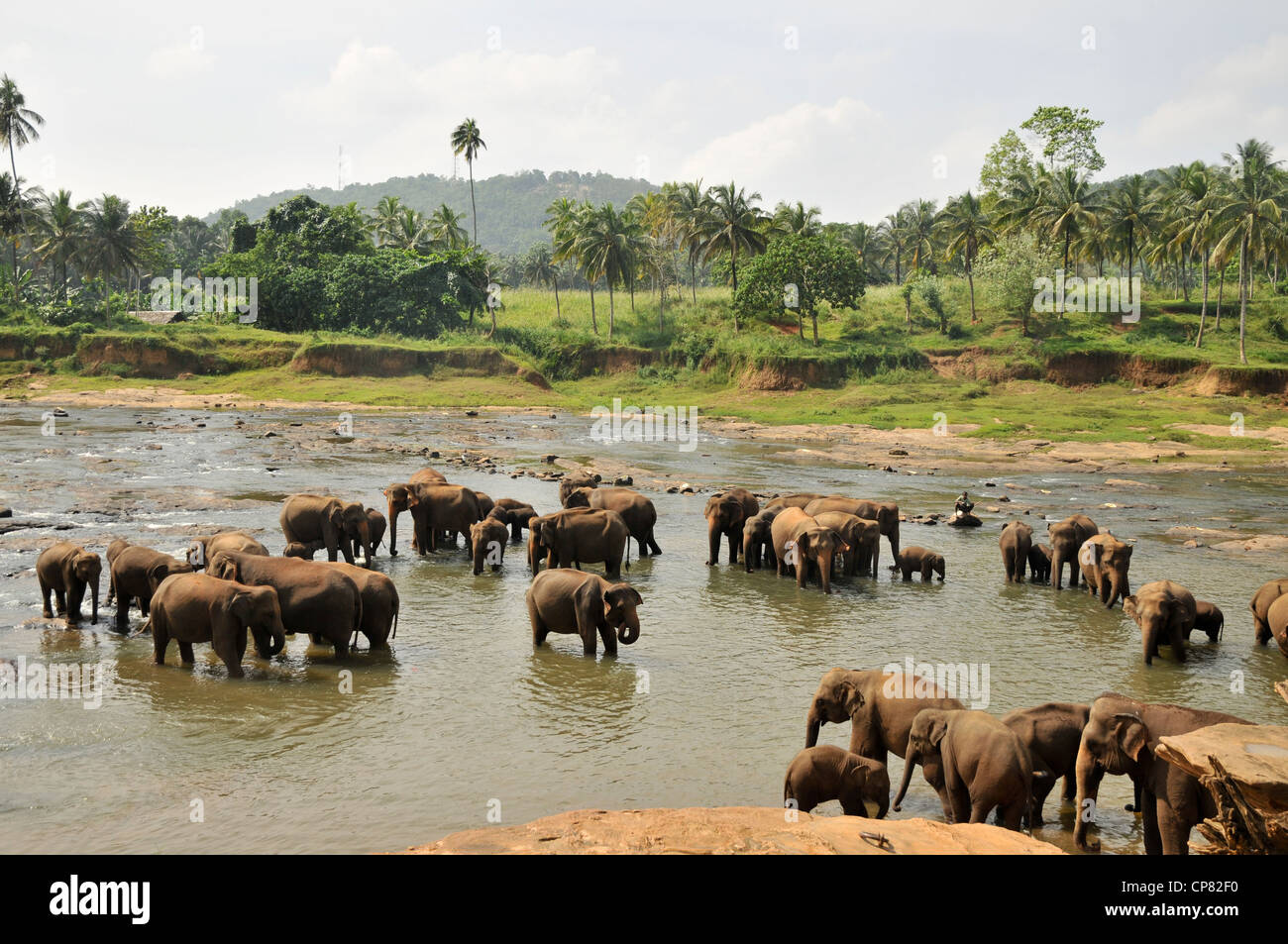 Sri Lanka a herd of work elephants in a river Stock Photo