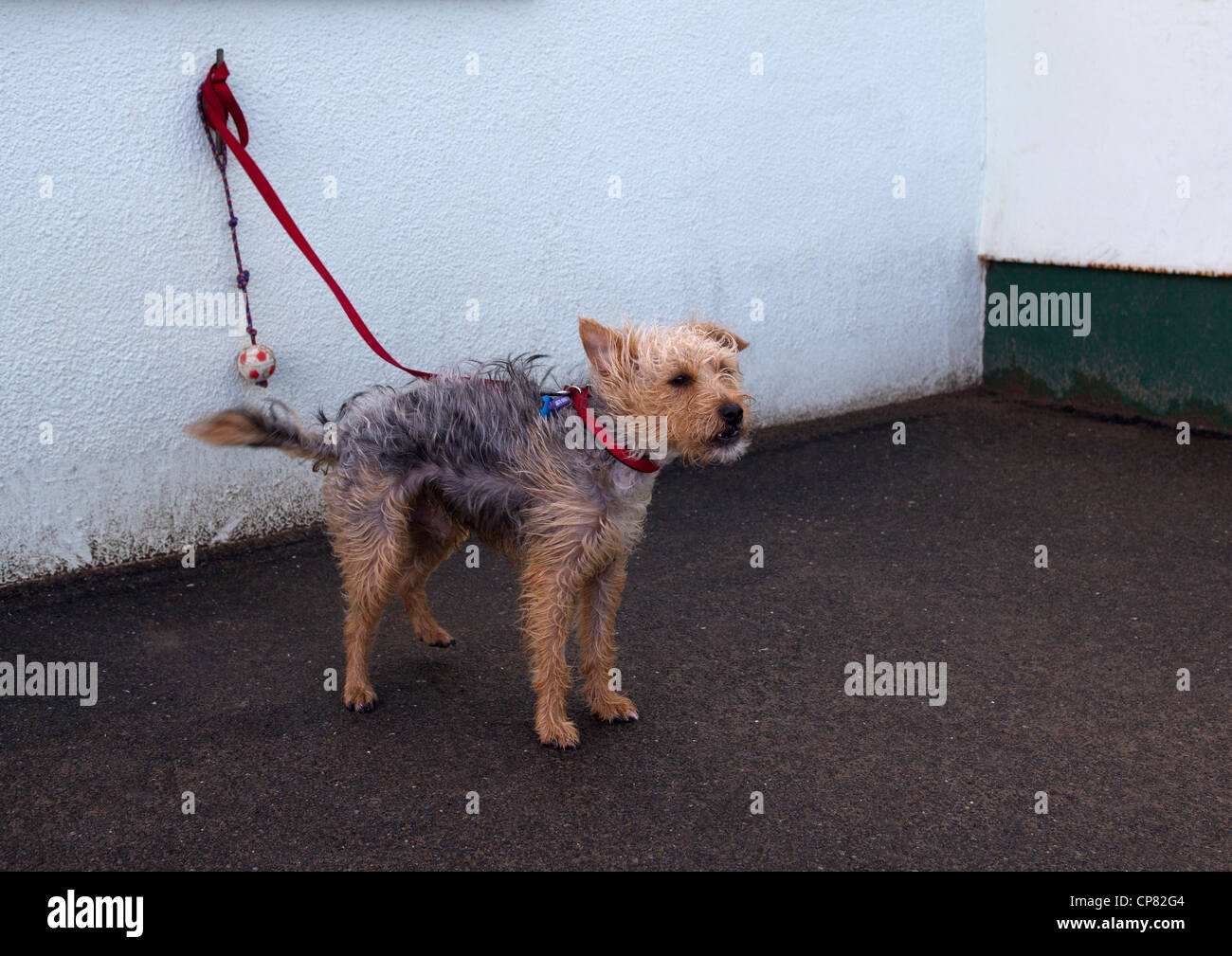 Dog Tied up in windstorm Stock Photo