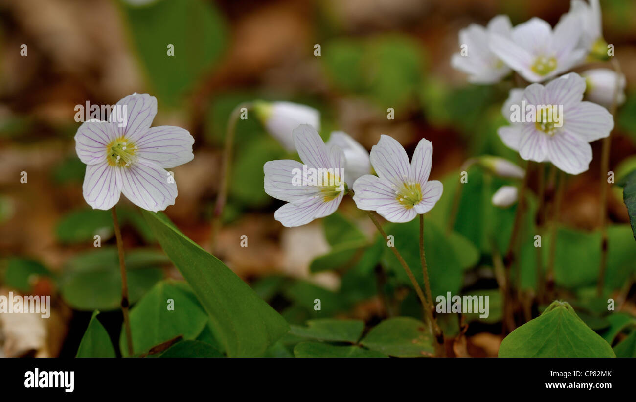 Spring wild flowers in the forest Stock Photo - Alamy
