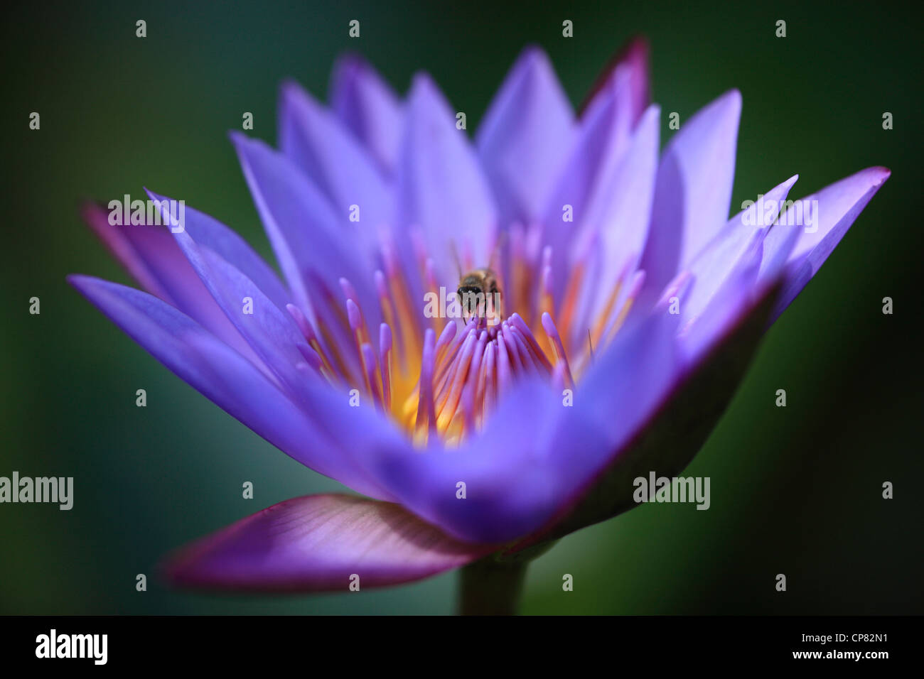 Bee on water lily hi-res stock photography and images - Alamy
