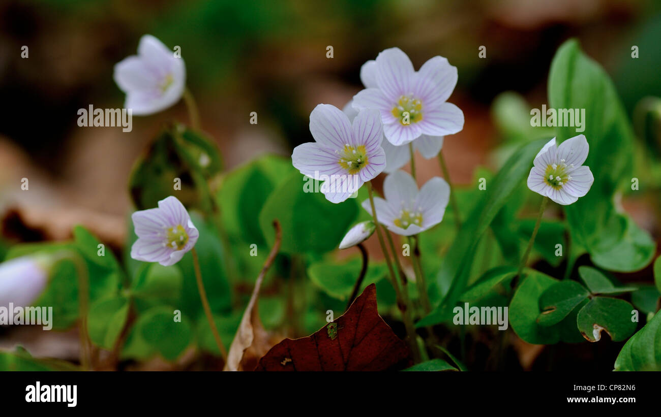 Spring wild flowers in the forest Stock Photo - Alamy
