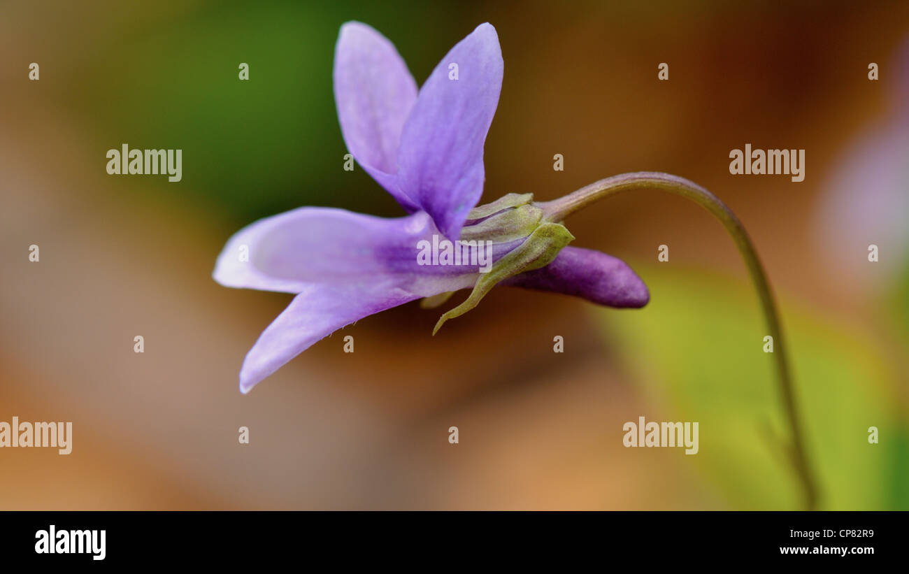 Spring wild flowers in the forest Stock Photo - Alamy