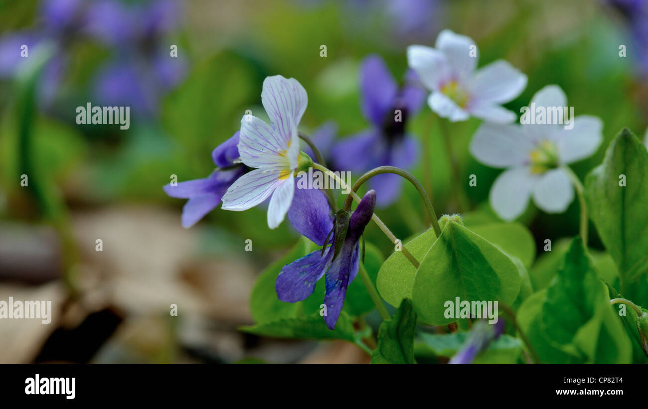 Spring wild flowers in the forest Stock Photo - Alamy