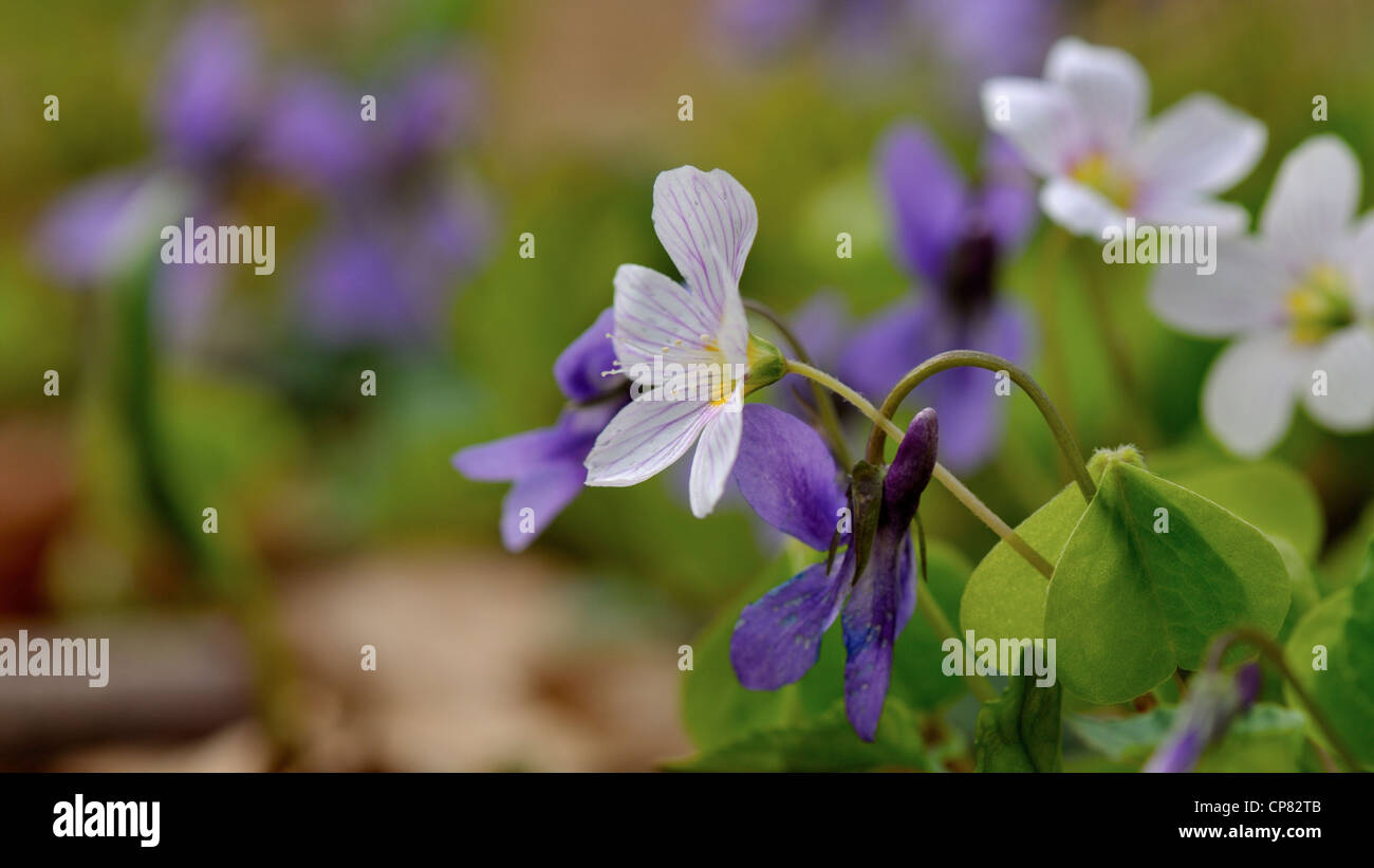 Spring wild flowers in the forest Stock Photo - Alamy