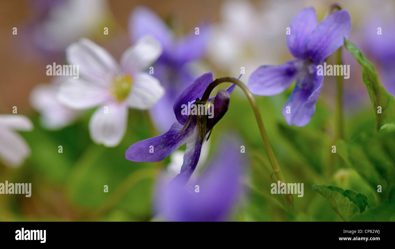 Spring wild flowers in the forest Stock Photo - Alamy