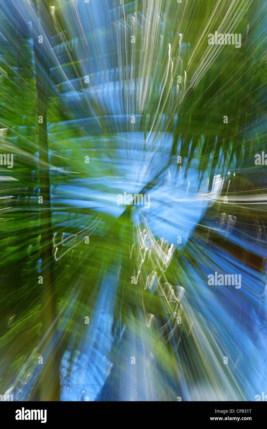 Impressionistic portrayal of palm fronds against a blue sky Stock Photo