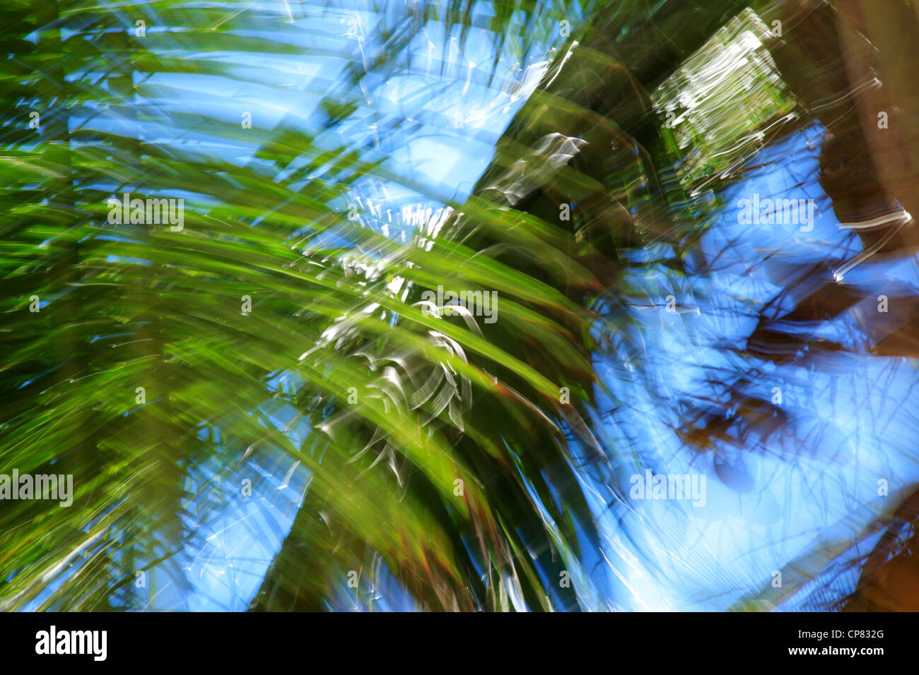 Impressionistic portrayal of palm fronds against a blue sky Stock Photo