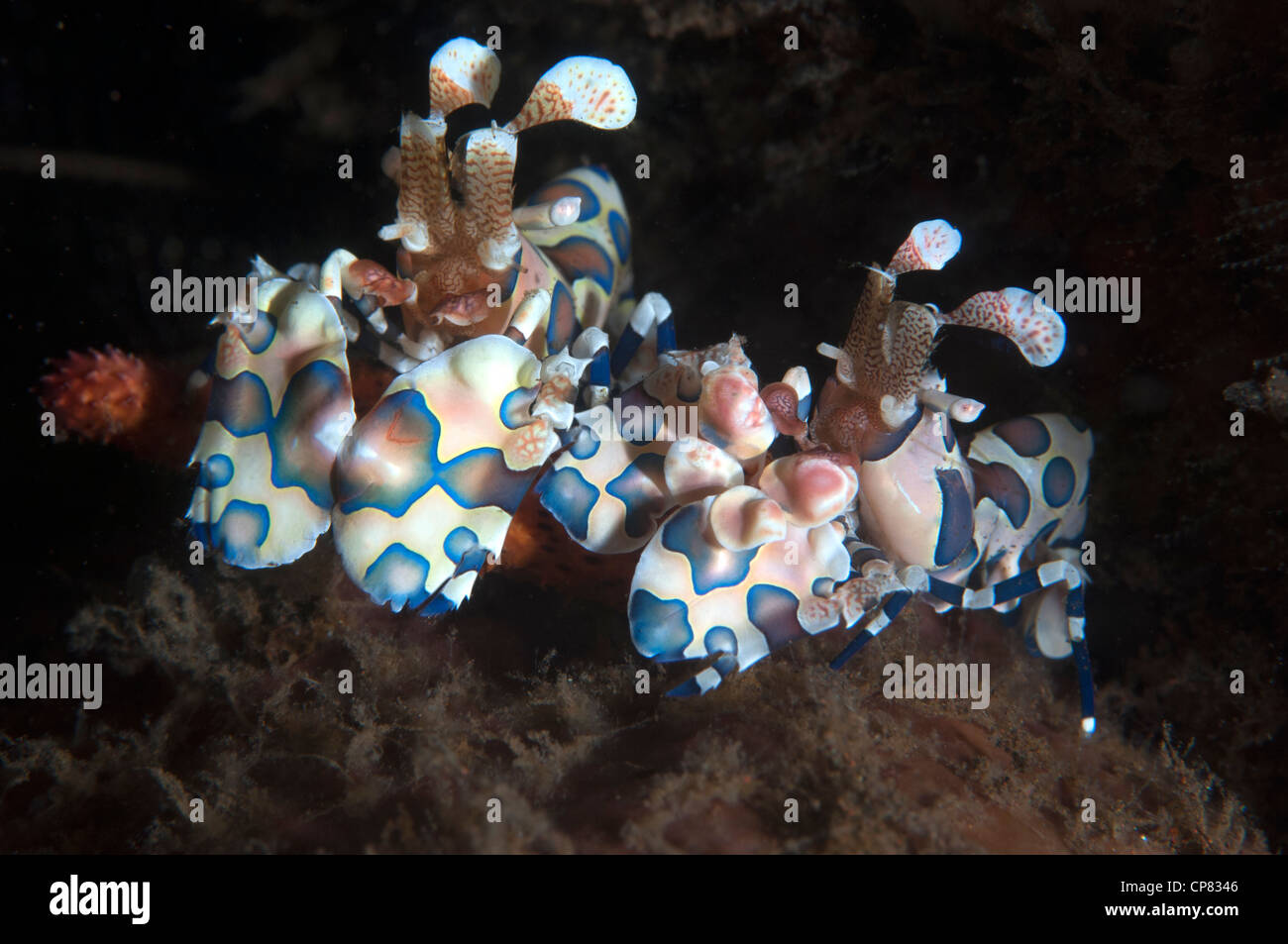 Harlequin shrimp with a starfish Stock Photo