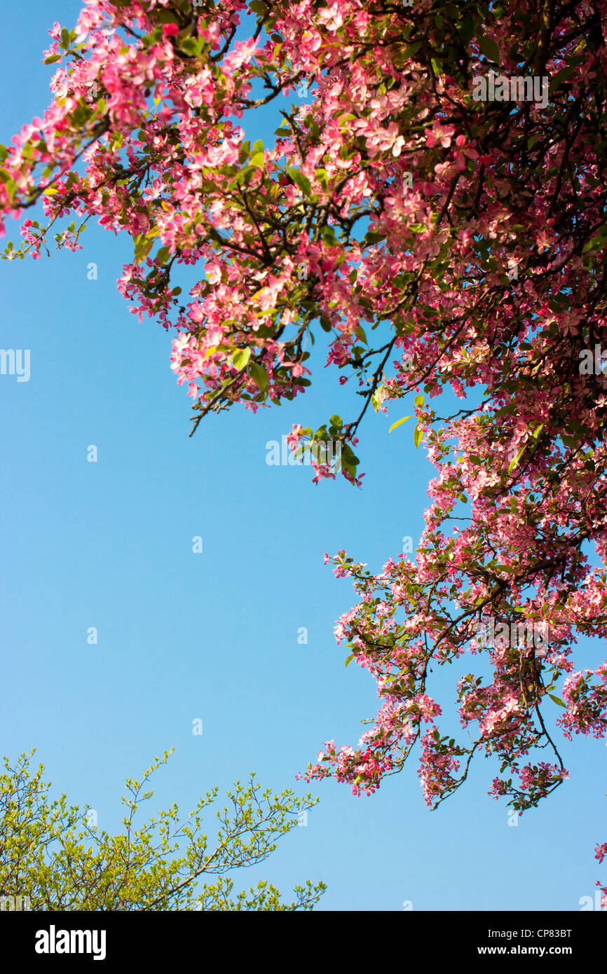 Pink cherry blossom against blue sky Stock Photo - Alamy