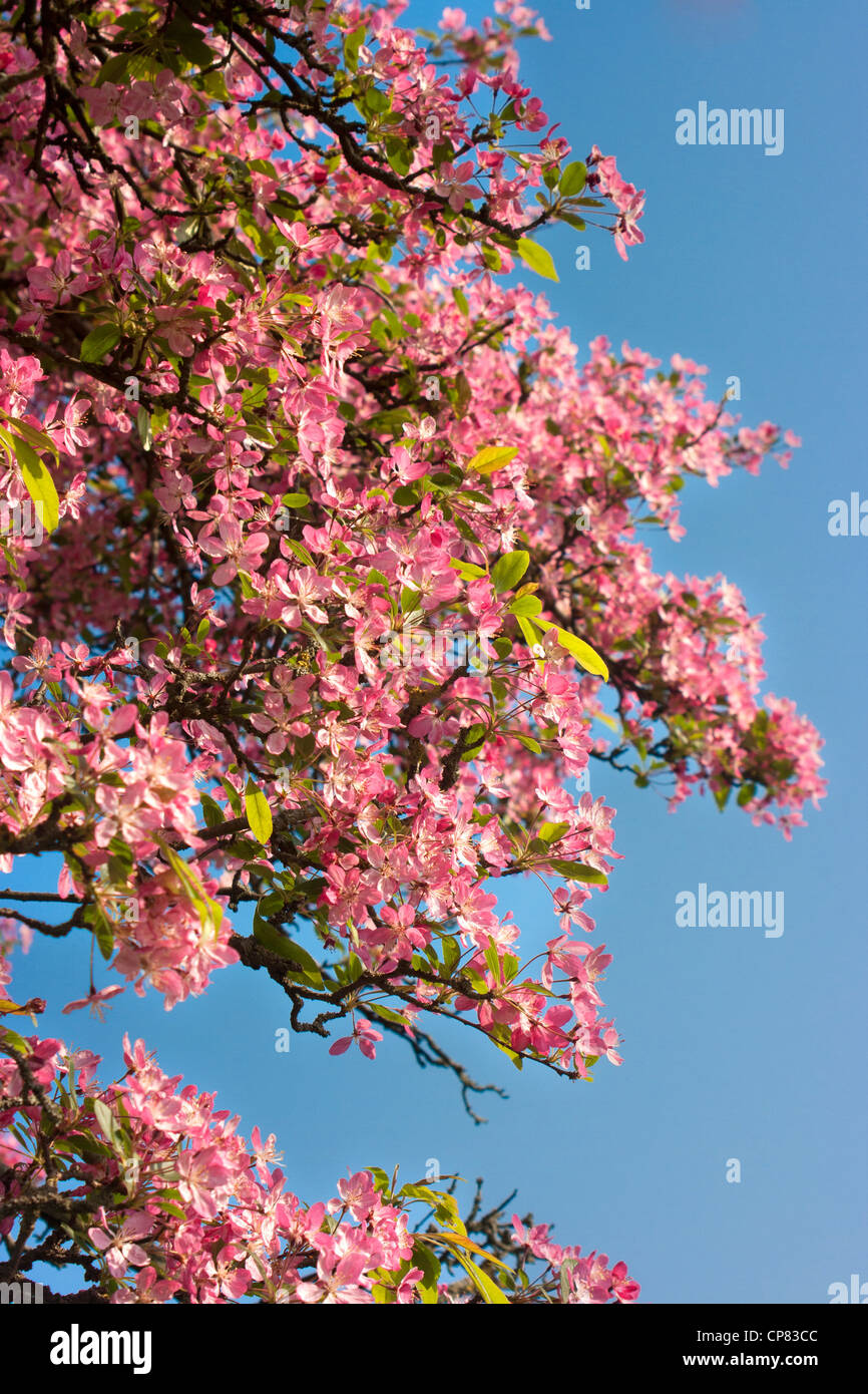 Pink cherry blossom against blue sky Stock Photo - Alamy