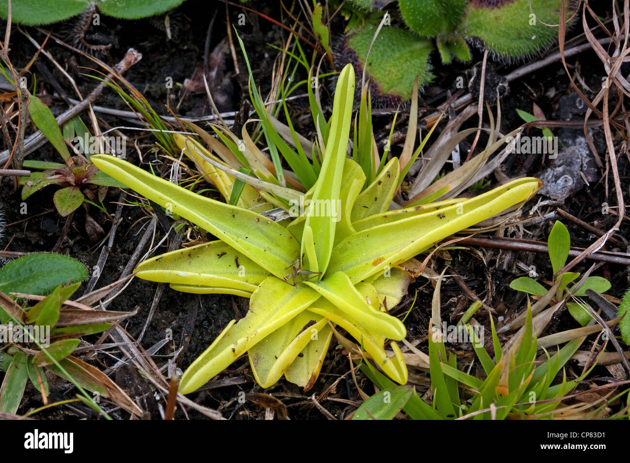 Carnivorous Yellow Butterwort Pinguicula luteum with a trapped