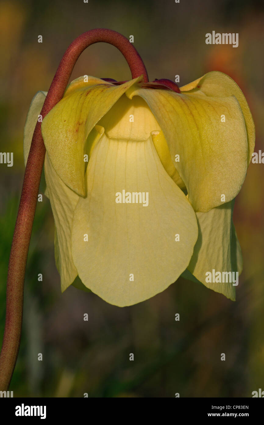 Yellow flower of Pale Pitcher Plant Sarracenia alata Mississippi USA