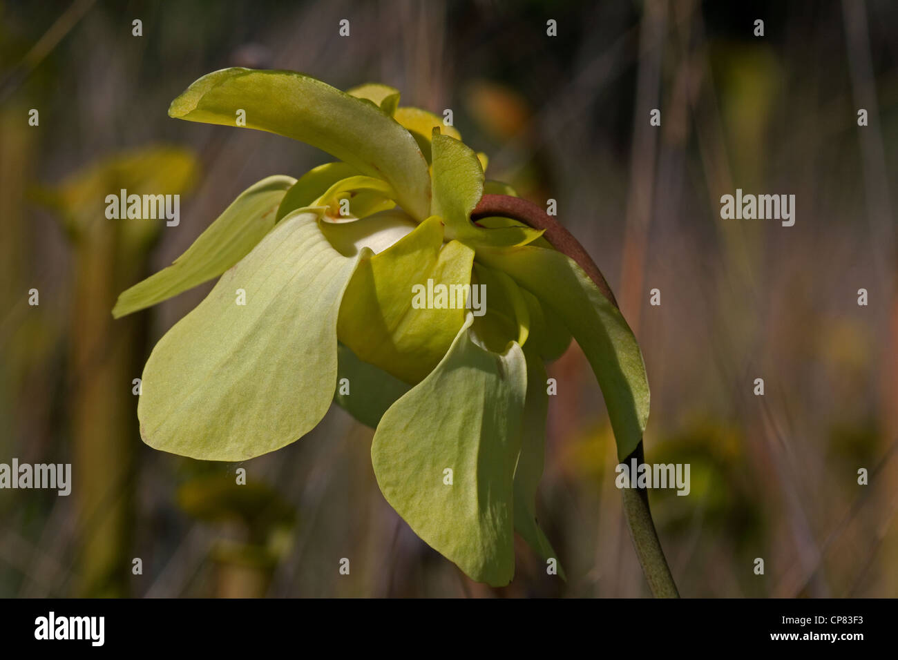 Yellow flower of Pale Pitcher Plant Sarracenia alata Mississippi USA