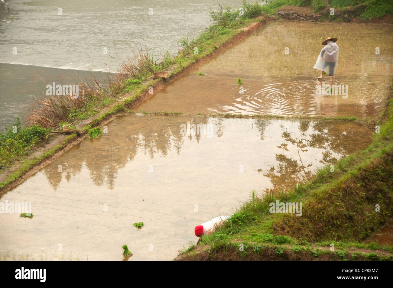 Chinese River Rice High Resolution Stock Photography and Images - Alamy