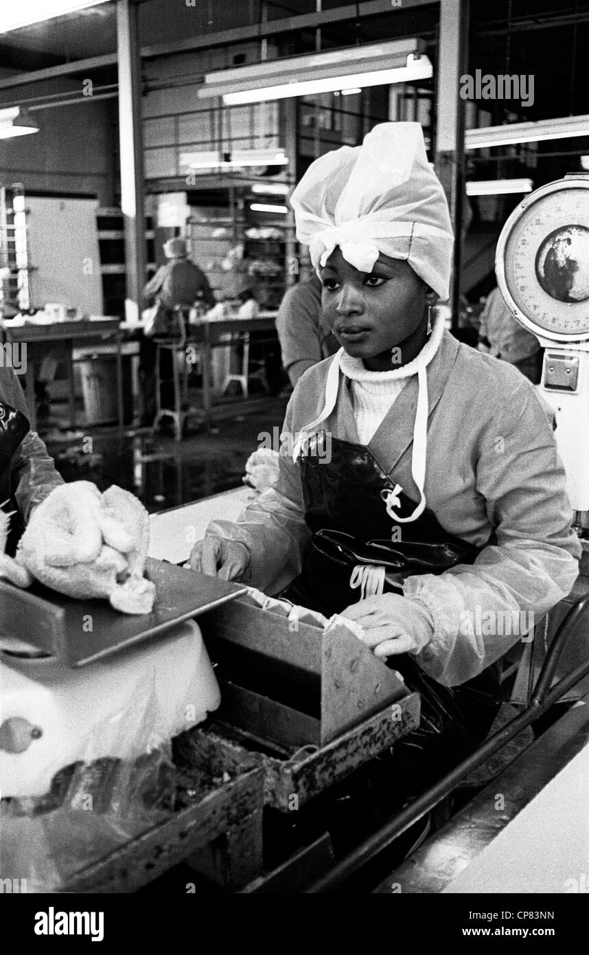 Young woman weighing chicken  in Chicken factory. underage worker Britain 1970's Stock Photo