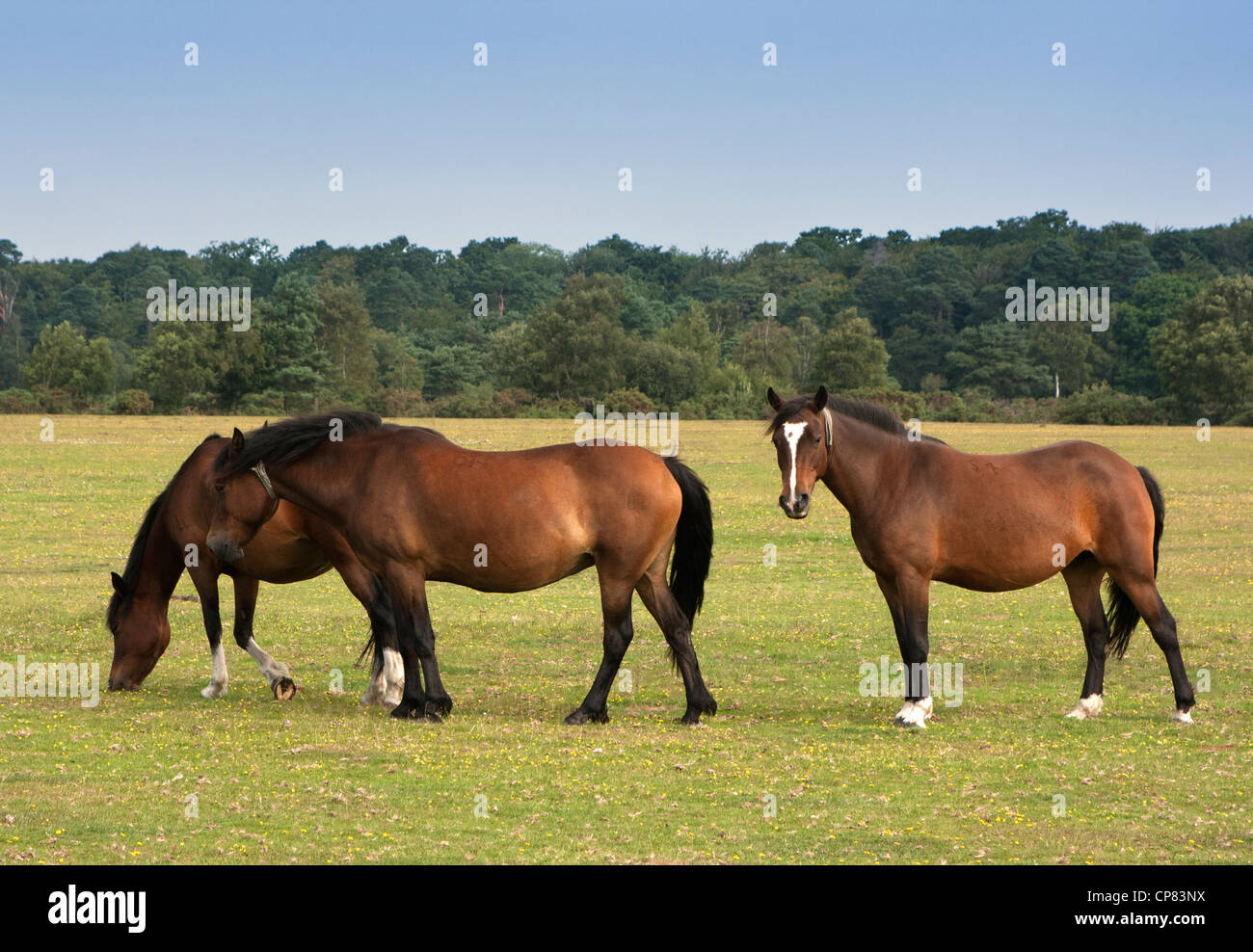 New Forest ponies grazing, Hampshire, England Stock Photo - Alamy