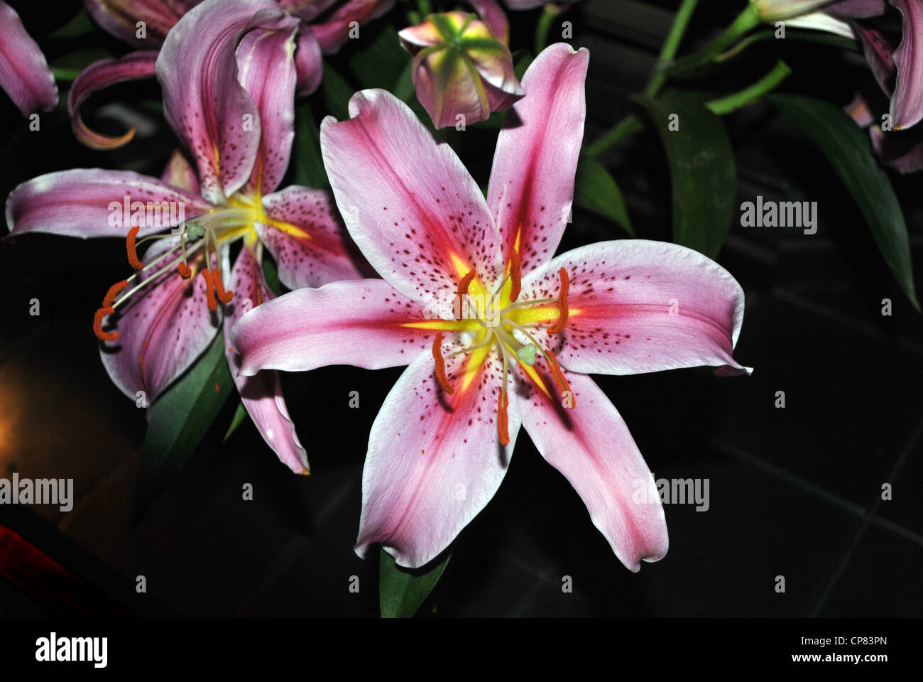 Pink lilies in a vase Stock Photo Alamy
