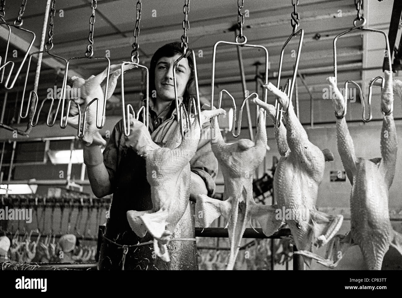 Slaughter house in Chicken factory with underage workers Britain Stock Photo 48121832 Alamy