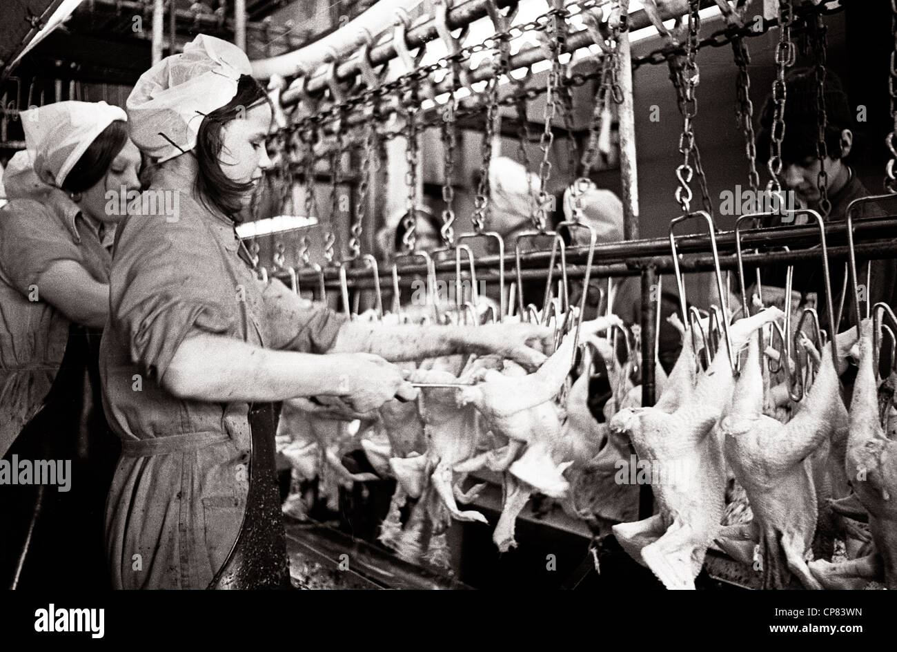 Slaughter house in Chicken factory with underage workers Britain 1970's Stock Photo Alamy